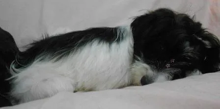 Cachorro ra a SRD idade 7 a 11 meses nome Carlotta