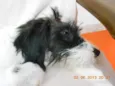 Carlotta