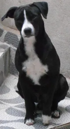 Cachorro ra a SRD idade 1 ano nome Ziah