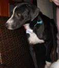 Ziah