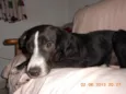 Ziah