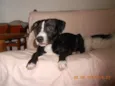 Ziah