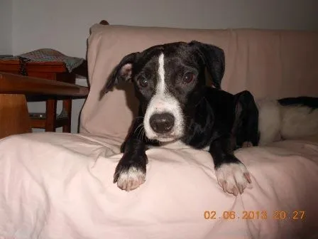 Cachorro ra a SRD idade 1 ano nome Ziah