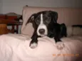 Ziah