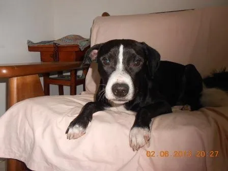 Cachorro ra a SRD idade 1 ano nome Ziah