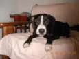 Ziah
