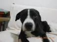 Ziah