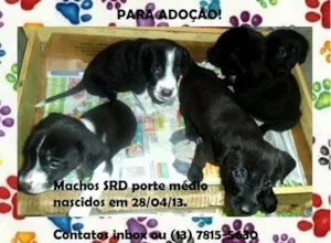 Cachorro raça SRD idade 2 a 6 meses nome Filhotes Santos