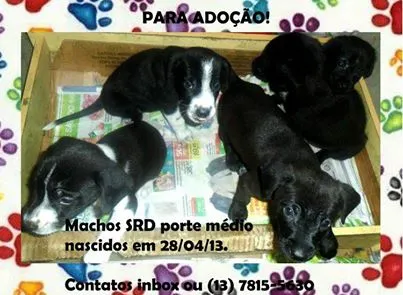 Cachorro ra a SRD idade 2 a 6 meses nome Filhotes Santos