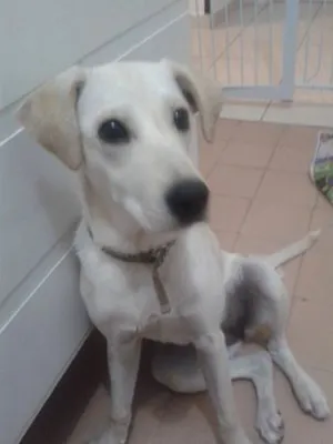 Cachorro raça Labrador idade 2 a 6 meses nome MESIÇO LABRADOR