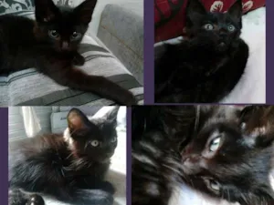 Gato raça SRD idade Abaixo de 2 meses nome Snow