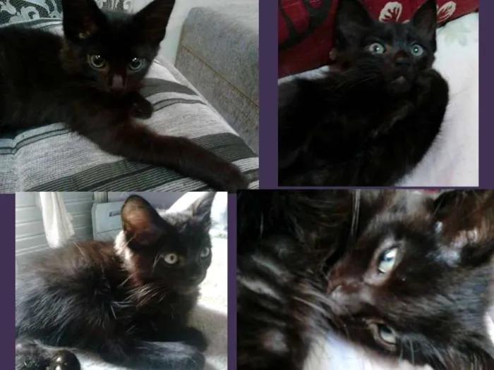 Gato ra a SRD idade Abaixo de 2 meses nome Snow