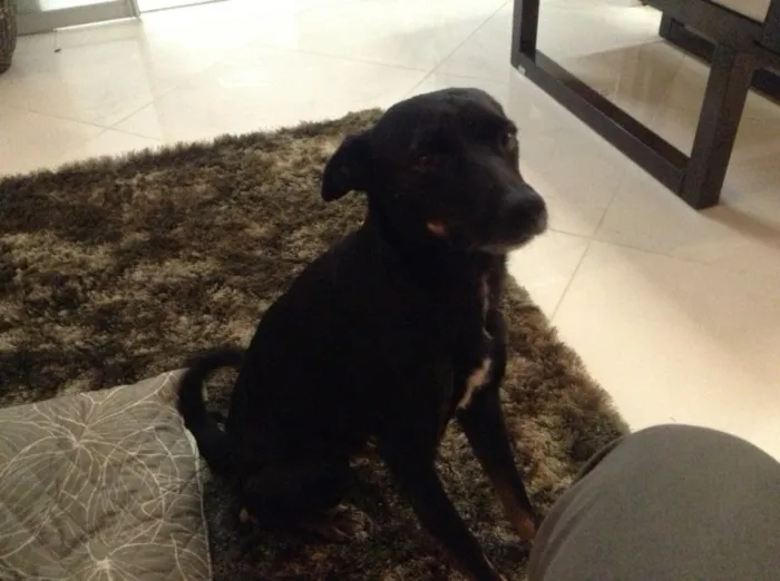 Cachorro ra a SRD idade 2 anos nome Bono