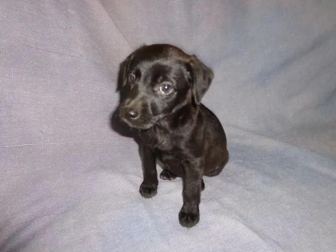 Cachorro ra a SRD idade 2 a 6 meses nome Rhaiana