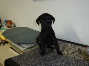 Cachorro raça SRD idade 2 a 6 meses nome Rhaiana