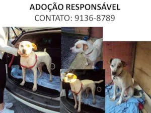 Cachorro raça SRD idade  nome Auau