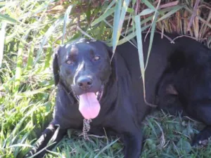 Cachorro raça Labrador idade 1 ano nome Katrina