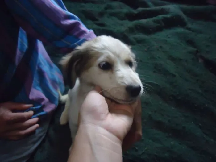 Cachorro ra a SRD idade 2 a 6 meses nome anjinhos para adoção