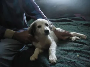 Cachorro raça SRD idade 2 a 6 meses nome anjinhos para adoção