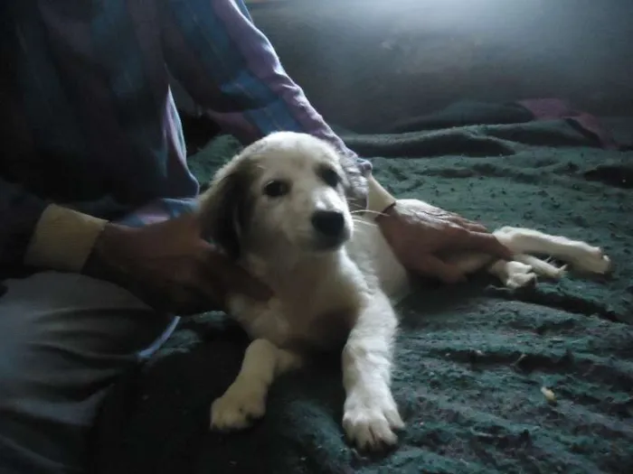 Cachorro ra a SRD idade 2 a 6 meses nome anjinhos para adoção