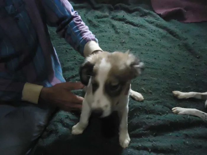 Cachorro ra a SRD idade 2 a 6 meses nome anjinhos para adoção
