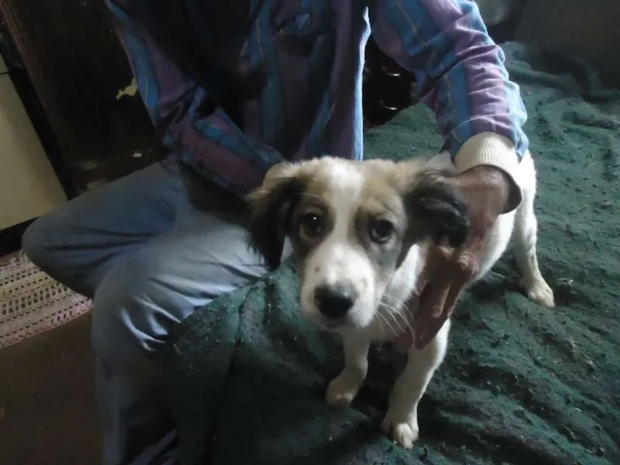 Cachorro ra a SRD idade 2 a 6 meses nome anjinhos para adoção