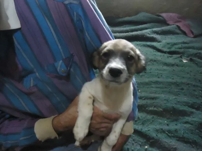 Cachorro ra a SRD idade 2 a 6 meses nome anjinhos para adoção
