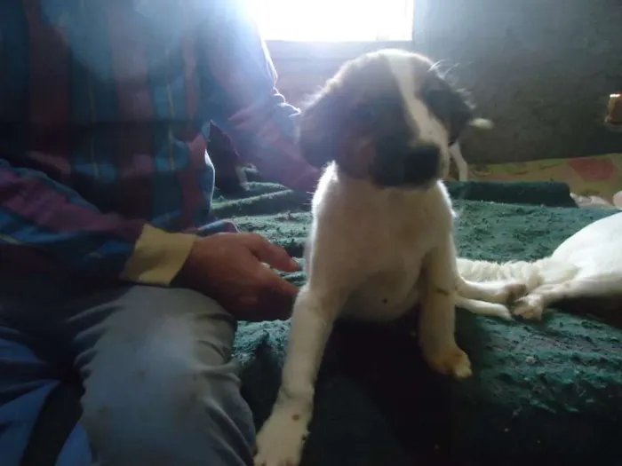 Cachorro ra a SRD idade 2 a 6 meses nome anjinhos para adoção
