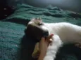 anjinhos para adoção