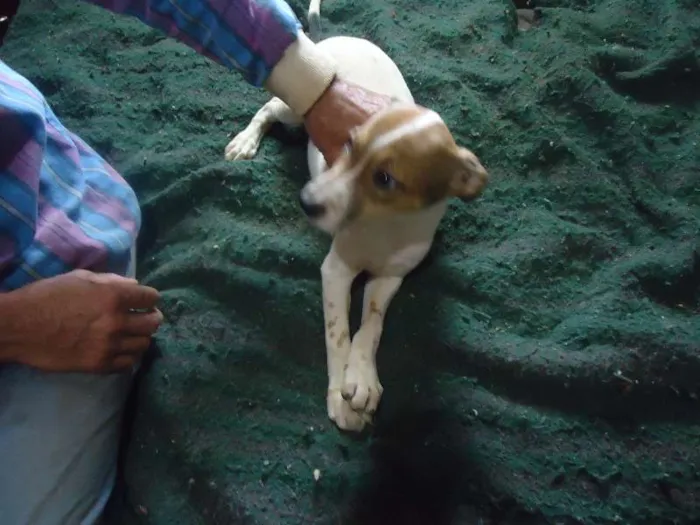 Cachorro ra a SRD idade 2 a 6 meses nome anjinhos para adoção