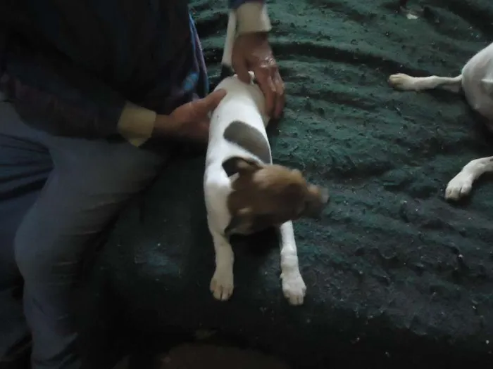 Cachorro ra a SRD idade 2 a 6 meses nome anjinhos para adoção