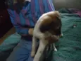 anjinhos para adoção