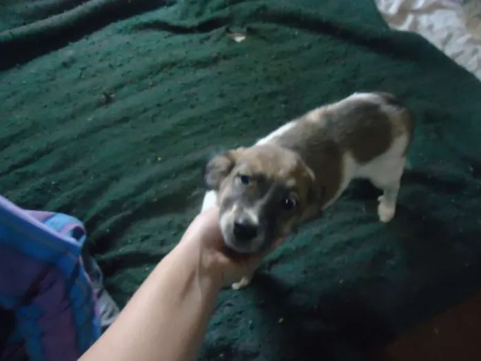 Cachorro ra a SRD idade 2 a 6 meses nome anjinhos para adoção