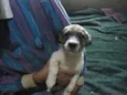 anjinhos para adoção