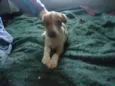 anjinhos para adoção