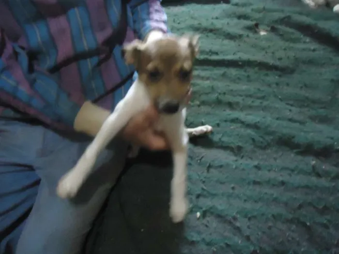 Cachorro ra a SRD idade 2 a 6 meses nome anjinhos para adoção