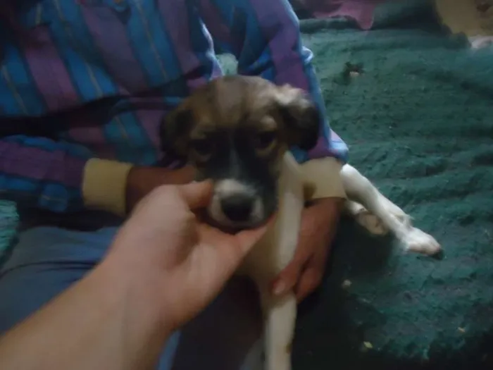 Cachorro ra a SRD idade 2 a 6 meses nome anjinhos para adoção