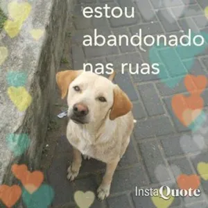 Cachorro raça Labrador idade 1 ano nome Vicente