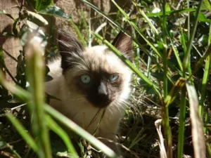 Gato raça Siamês idade 2 a 6 meses nome CIÇA