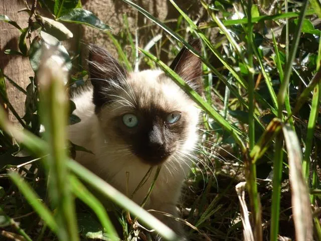 Gato ra a Siamês idade 2 a 6 meses nome CIÇA