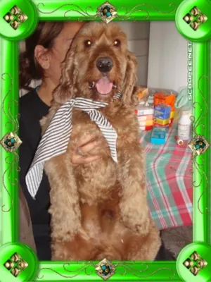 Cachorro raça COCKER idade 3 anos nome KIM