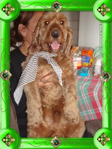 Cachorro ra a COCKER idade 3 anos nome KIM