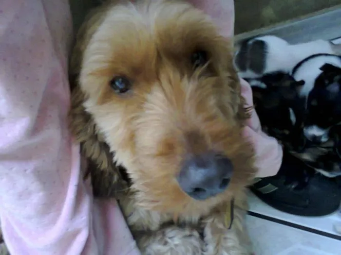 Cachorro ra a COCKER idade 3 anos nome KIM