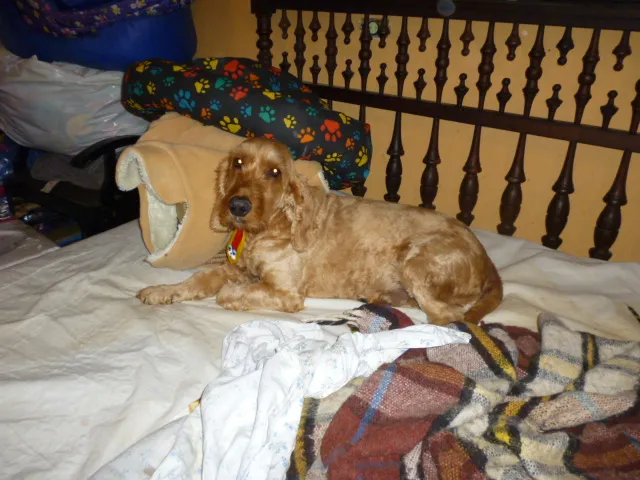 Cachorro ra a COCKER idade 3 anos nome KIM