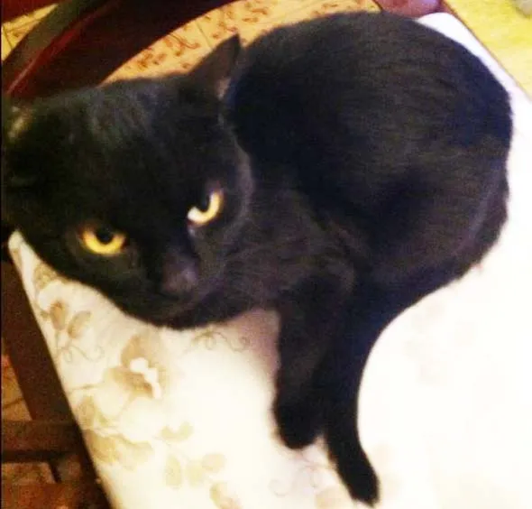 Gato ra a SRD idade 2 a 6 meses nome Jade