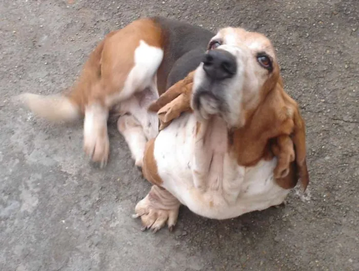 Cachorro ra a Basse Hound idade 6 ou mais anos nome Scooby