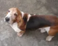 Scooby