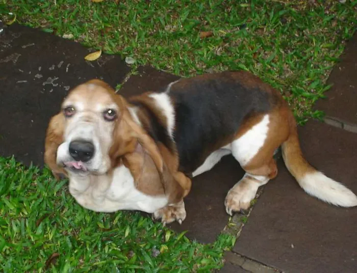 Cachorro ra a Basse Hound idade 6 ou mais anos nome Scooby