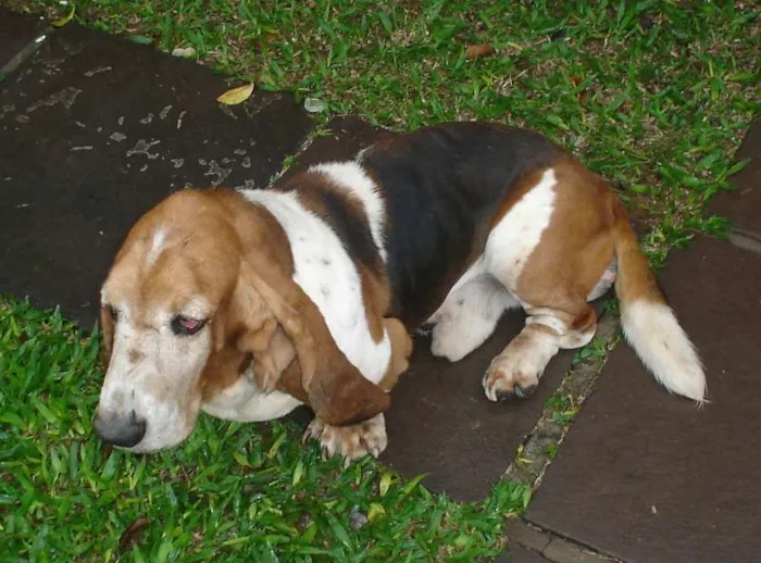 Cachorro ra a Basse Hound idade 6 ou mais anos nome Scooby