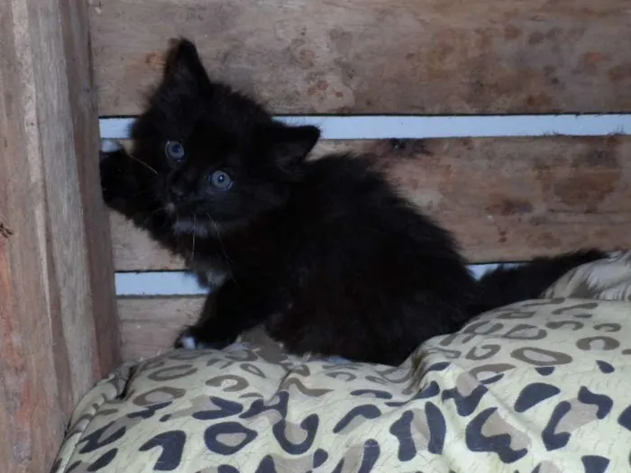 Gato ra a SRD idade Abaixo de 2 meses nome Sem nomes